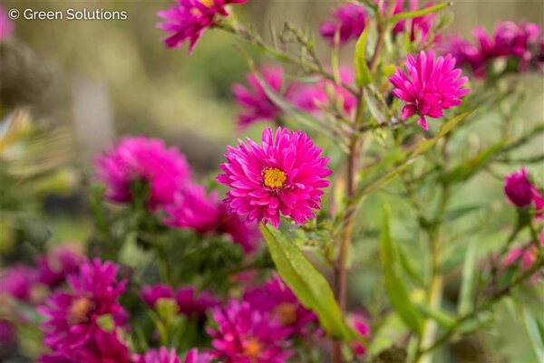ROYAL RUBY NEW YORK ASTER 1G