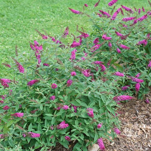 RUBY CHIP BUTTERFLY BUSH 2G