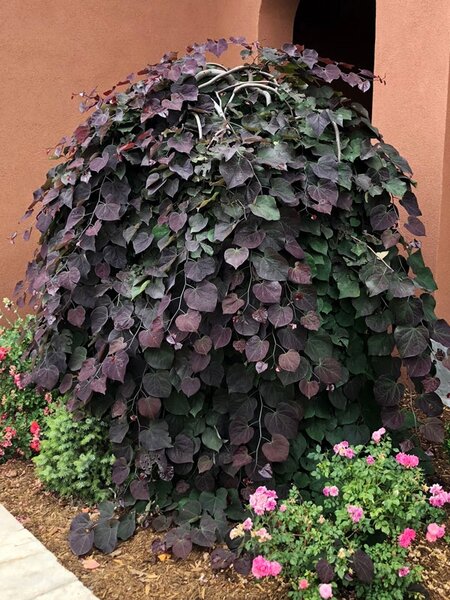 RUBY FALLS REDBUD 200CM