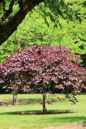 RUBY FALLS REDBUD 50MM - image 1