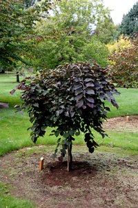 RUBY FALLS REDBUD 60CM - image 5