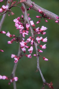 RUBY FALLS REDBUD 60CM - image 4