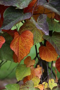 RUBY FALLS REDBUD 60CM - image 3