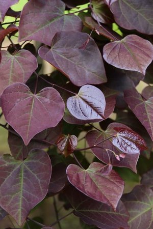 RUBY FALLS REDBUD 60CM - image 5