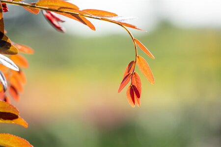 RUBY LACE HONEY LOCUST 250CM  - image 2
