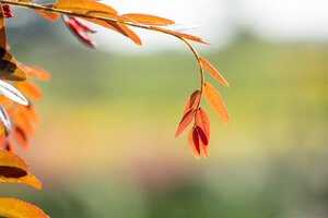 RUBY LACE HONEY LOCUST 250CM  - image 2