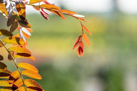 RUBY LACE HONEY LOCUST 250CM  - image 3