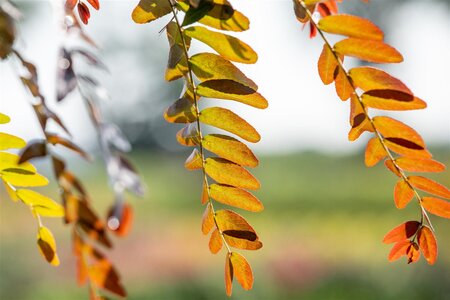 RUBY LACE HONEY LOCUST 250CM  - image 5