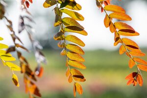 RUBY LACE HONEY LOCUST 250CM  - image 5