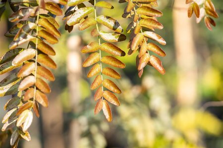 RUBY LACE HONEY LOCUST 250CM  - image 1