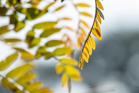 RUBY LACE HONEY LOCUST 250CM  - image 4