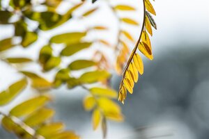 RUBY LACE HONEY LOCUST 250CM  - image 4
