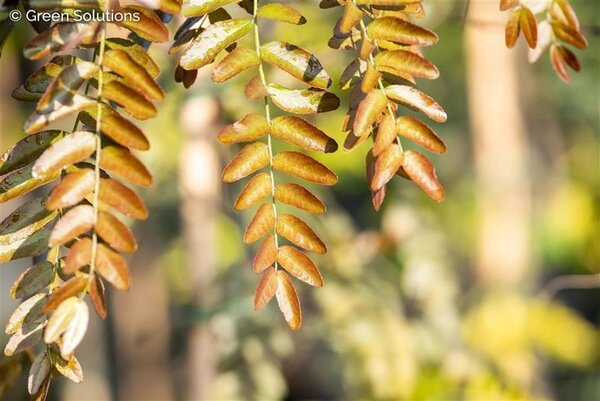 RUBY LACE HONEYLOCUST 225CM