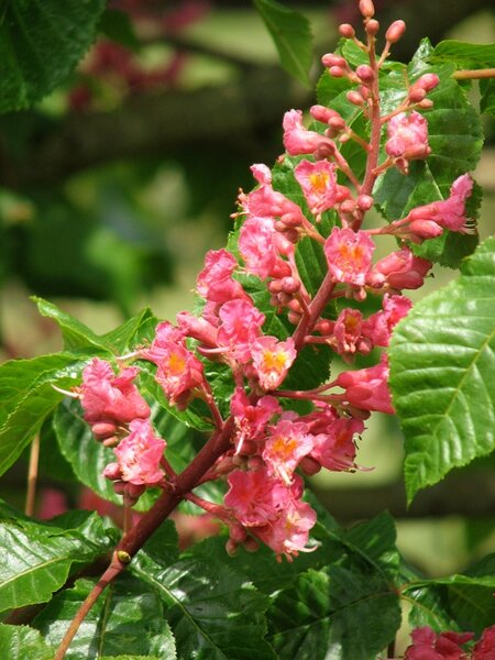 RUBY RED HORSE CHESTNUT 220CM