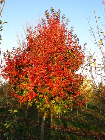 RUBY SUNSET TRUNCATUM MAPLE 275 CM - image 2