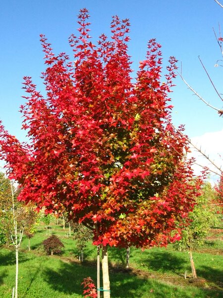 RUBY SUNSET TRUNCATUM MAPLE 275 CM