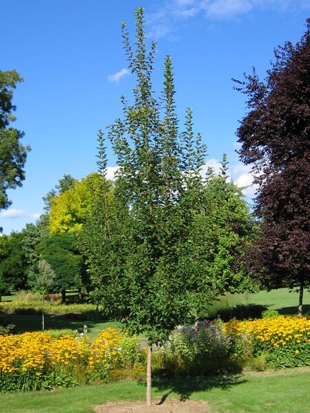 RUGGED CHARM TATARIAN MAPLE 175CM