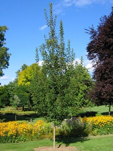 RUGGED CHARM TATARIAN MAPLE 175CM