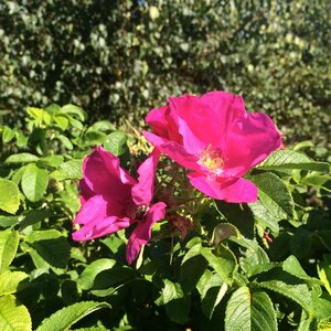 RUGOSA ROSE 2G