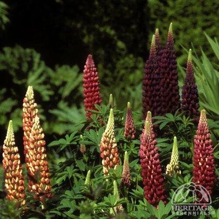 RUSSEL HYBRIDS LUPINE 1G