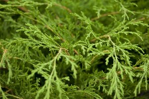 RUSSIAN CYPRESS 40 CM - image 5