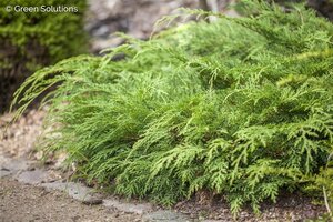 RUSSIAN CYPRESS STD.