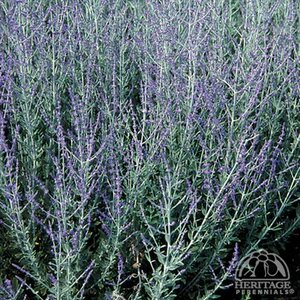 RUSSIAN SAGE LITTLE SPIRE 1G