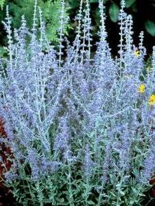 RUSSIAN SAGE LITTLE SPIRE 2G