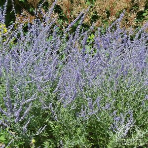 RUSSIAN SAGE (NATIVE) 1G