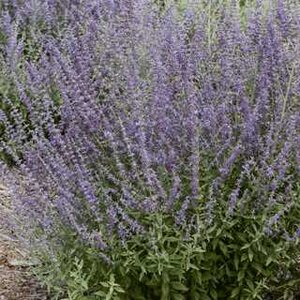 RUSSIAN SAGE PRIME TIME 1G