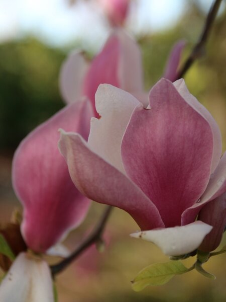 RUSTICA RUBRA MAGNOLIA 175CM 3month warranty