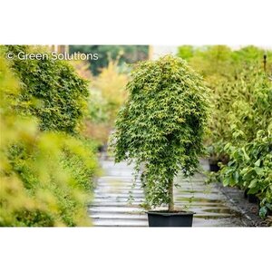 RYUSEN JAPANESE MAPLE 90CM