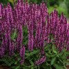 SALVIA BUMBLEBERRY 1G