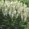 SALVIA BUMBLESNOW 1G