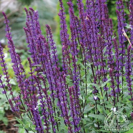 SALVIA CARADONNA 1G