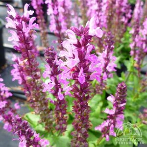 SALVIA LYRICAL ROSE 1G