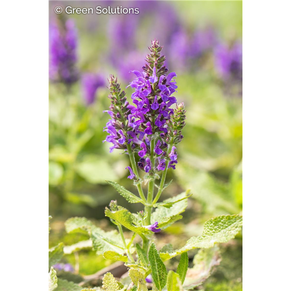 SALVIA MARCUS 1G