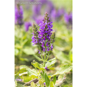 SALVIA MARCUS 1G