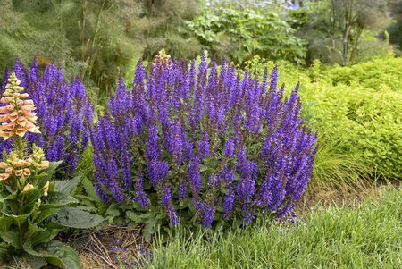 SALVIA (PERENNIAL SAGE) VIOLET PROFUSION PW 1G