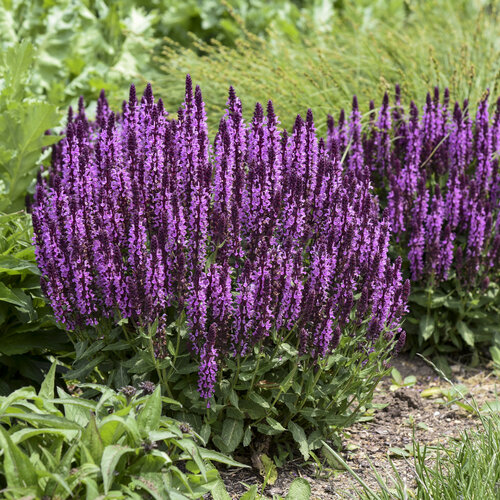 SALVIA PINK PROFUSION PW 8IN