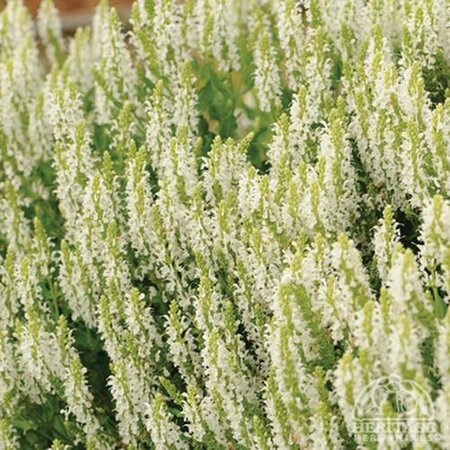 SALVIA SNOW HILL 1G