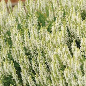 SALVIA SNOW HILL 1G