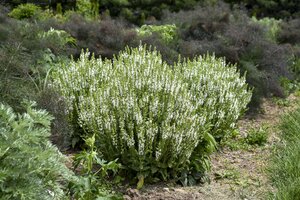 SALVIA WHITE PROFUSION PW