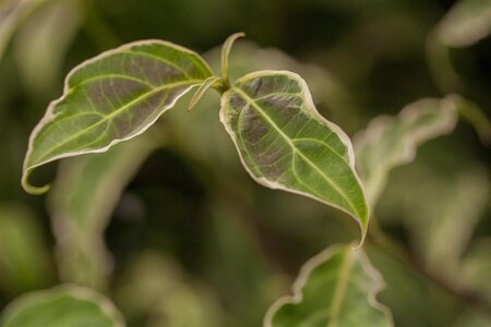 SAMARITAN DOGWOOD 200CM 
