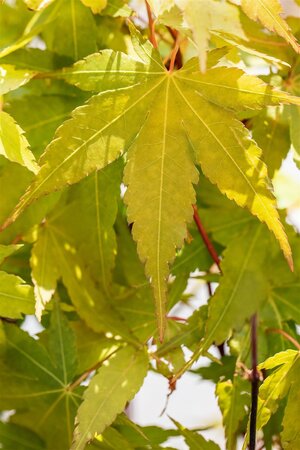 SANGO KAKU JAP MAPLE 175CM (3 MONTH WARRANTY)  - image 2