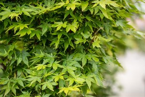 SANGO KAKU JAP MAPLE 175CM (3 MONTH WARRANTY)  - image 4