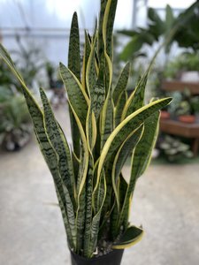 Sansevieria Asst 10"