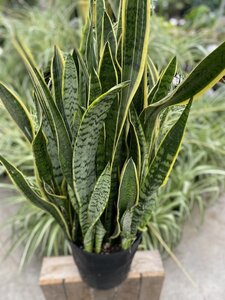 Sansevieria Asst 10"