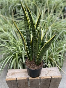 Sansevieria Asst 6"