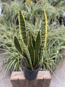 Sansevieria Asst 8"